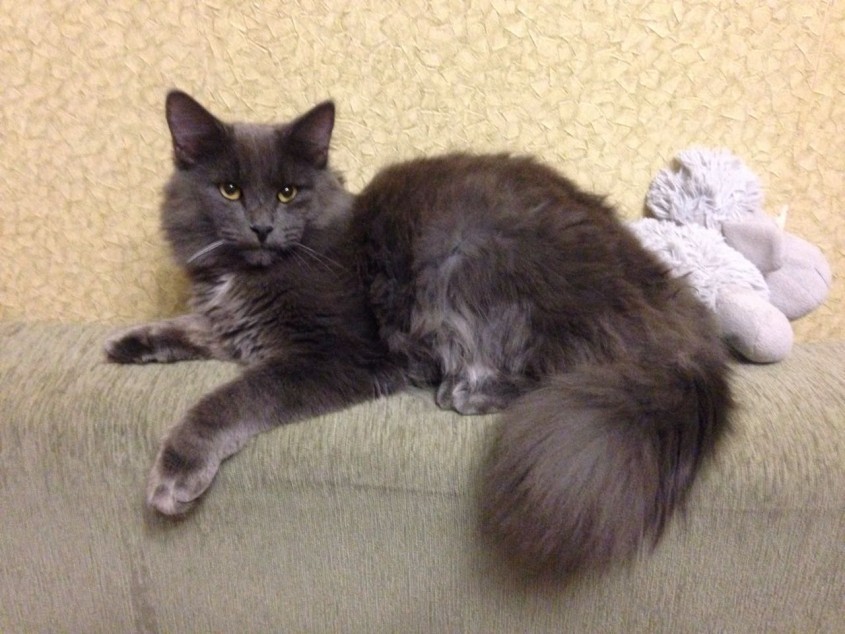 У астраханки загадочным образом пропали толстовка и кот