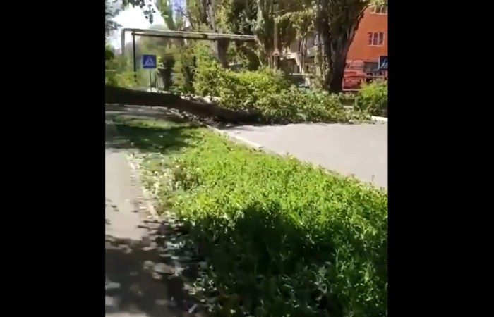 В Астрахани на дорогу рухнуло дерево