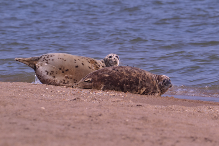 Записки астраханского натуралиста. Стартовал проект по спасению тюленей «Душа Каспия»