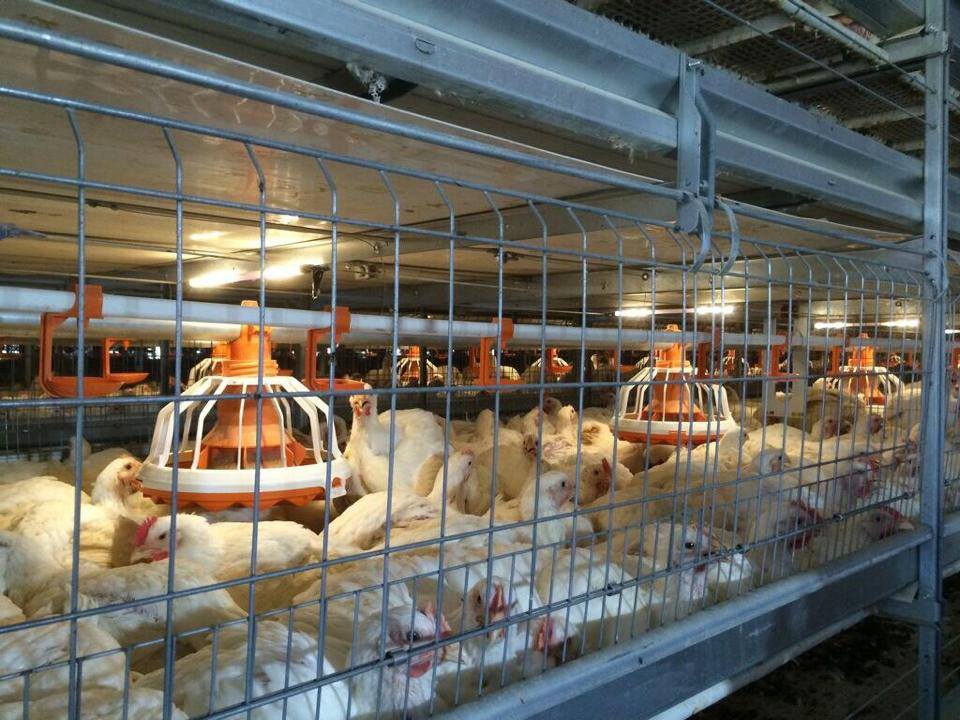 «Астраханский продукт» планирует увеличить производство до 7 тыс. тонн мяса птицы 