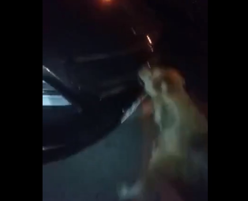 В Астрахани бродячие псы надругались над машиной: видео