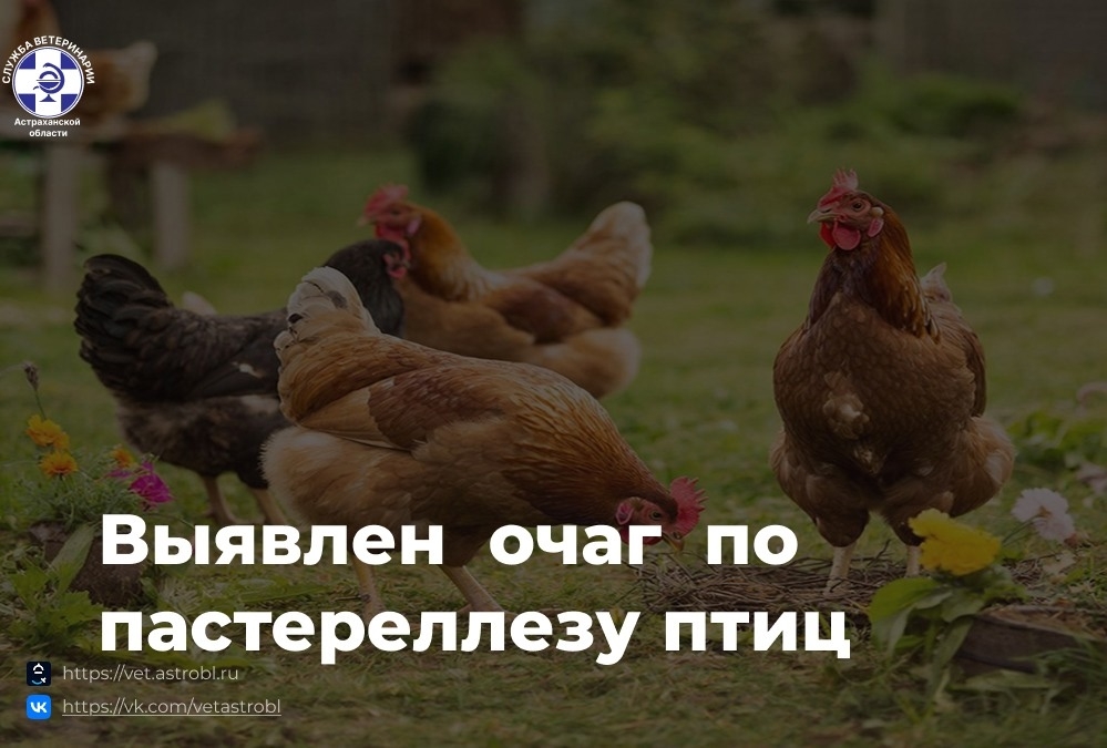 Карантин по заразной болезни птиц введен в Астрахани