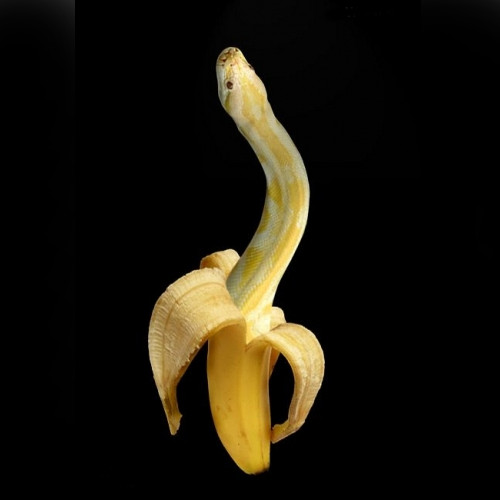 В астраханском супермаркете ребенка укусила змея, прятавшаяся в бананах