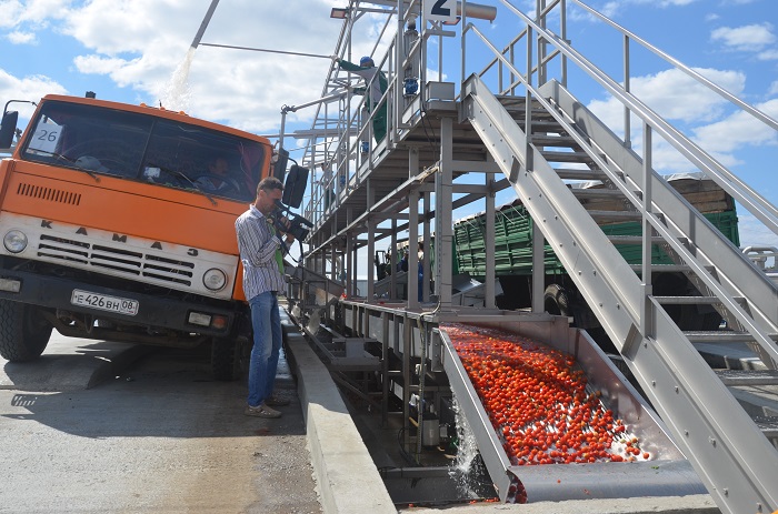 Астраханские зеленые помидоры могут отправиться на корм калмыцким быкам