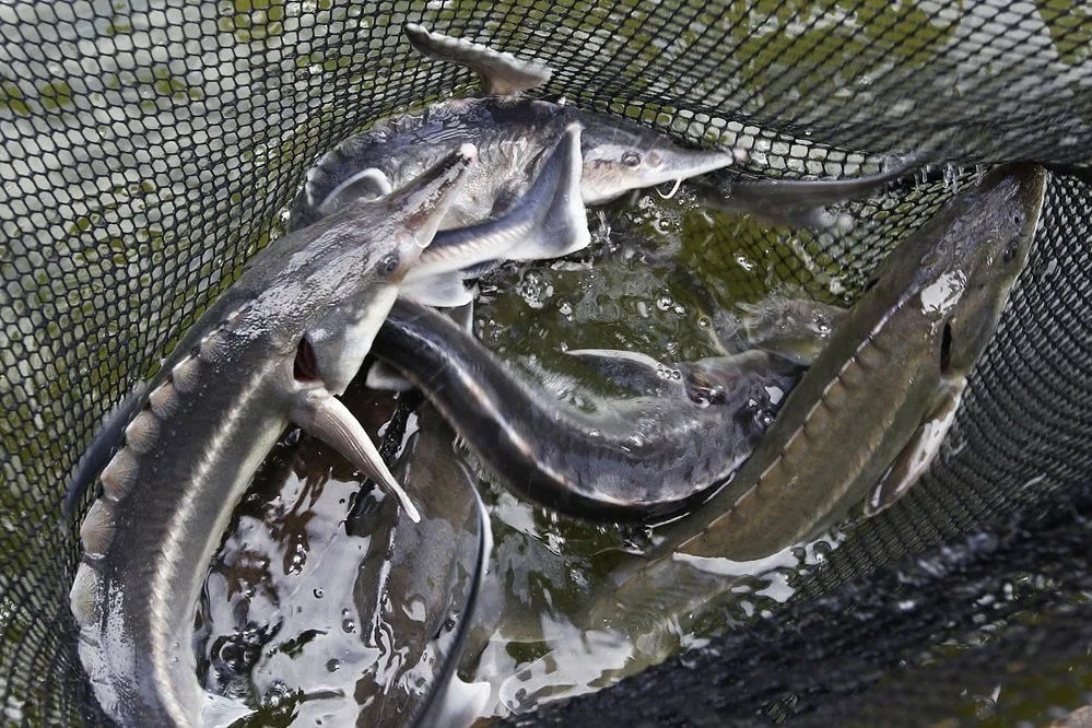 Глава Росрыболовства: стерлядь на Волге ловить уже можно