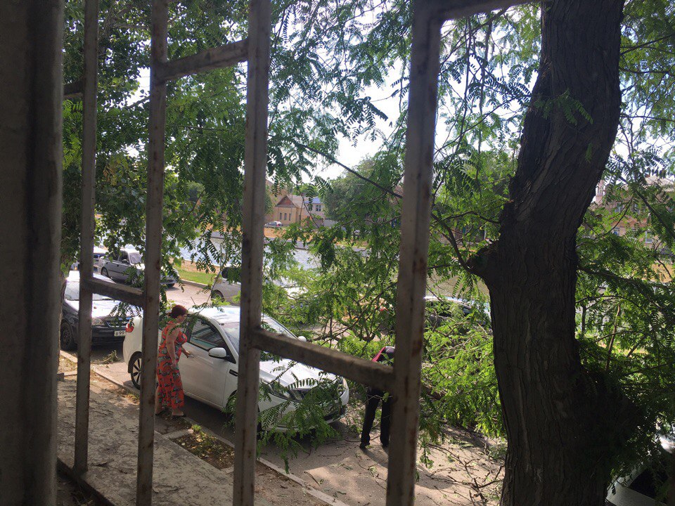 В Астрахани на проезжую часть упало дерево