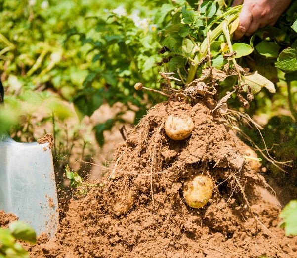В Астраханской области начинается сбор урожая раннего картофеля