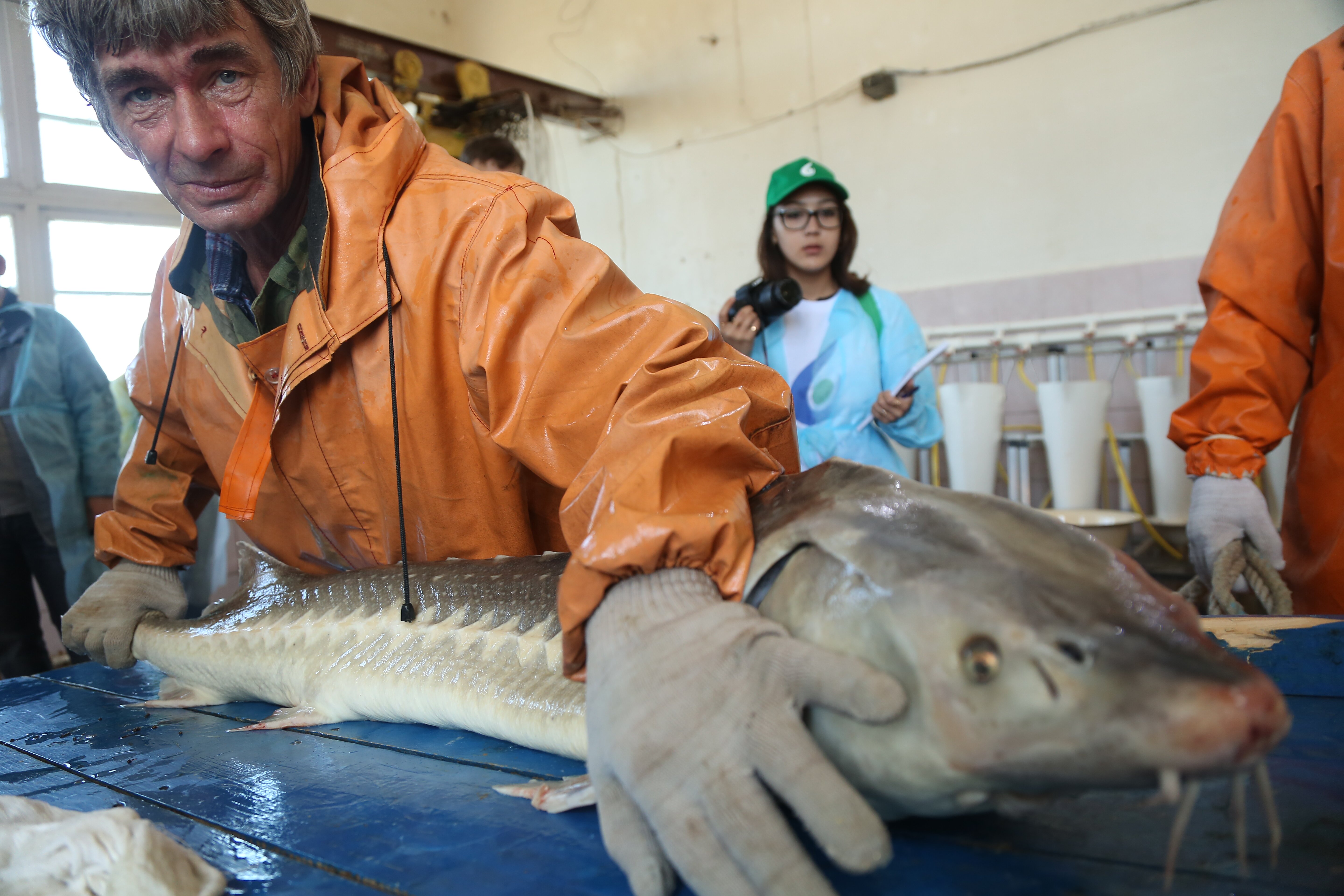 Астраханские школьники узнали, как рождаются и погибают осетры. Часть 2