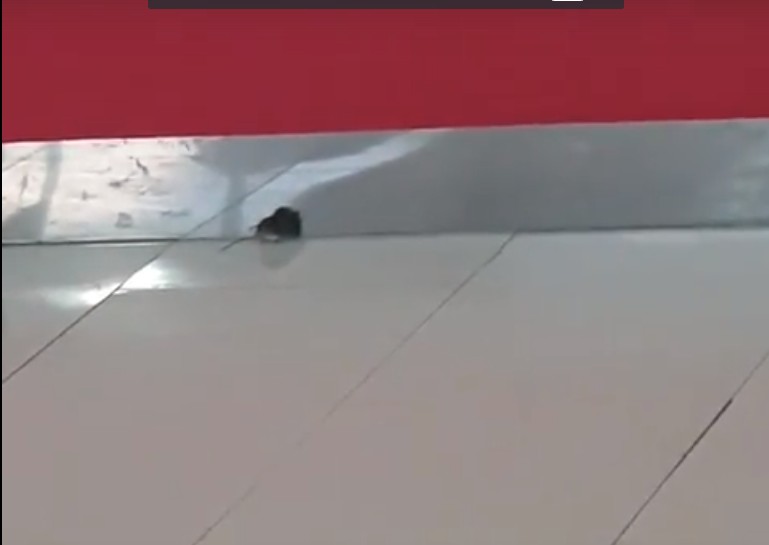В торговом центре Астрахани разгуливала мышь, но недолго (ВИДЕО)