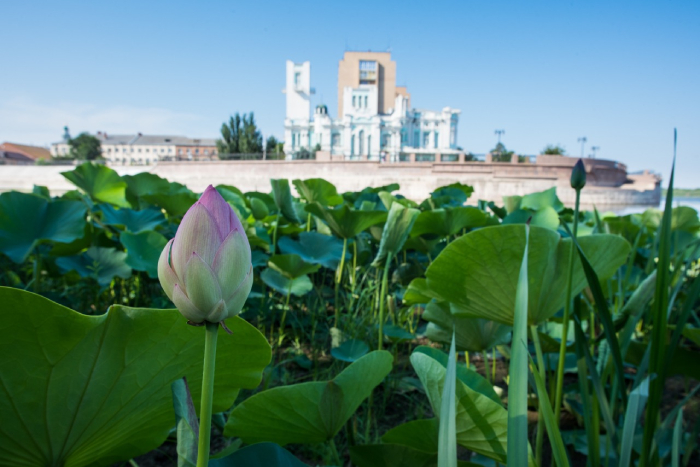 В Астрахани начинается массовое цветение лотосов