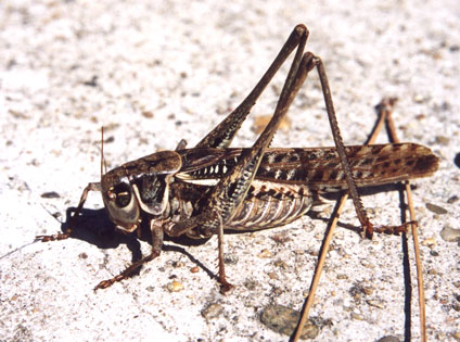 МЧС: Саранча "атаковала" шесть сел Астраханской области