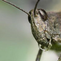 Началось? Нашествие саранчи в Лиманском районе