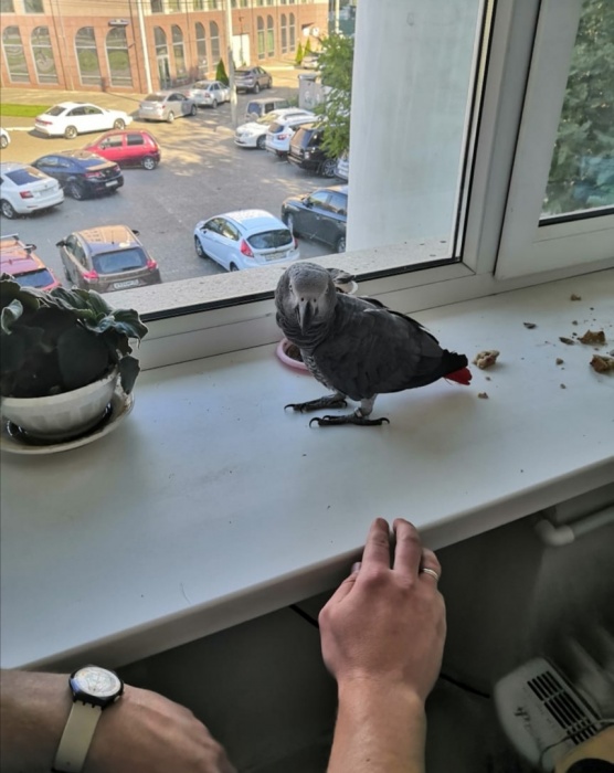 В Астрахани блудный попугай доставил местным жителям хлопот 