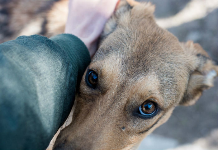 Облдума предлагает установить ответственность для нерадивых владельцев домашних животных