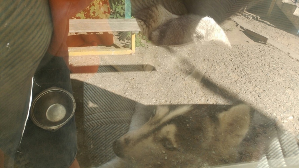 Астраханцы сообщают о водителе-живодере, который продержал собаку всю ночь в машине