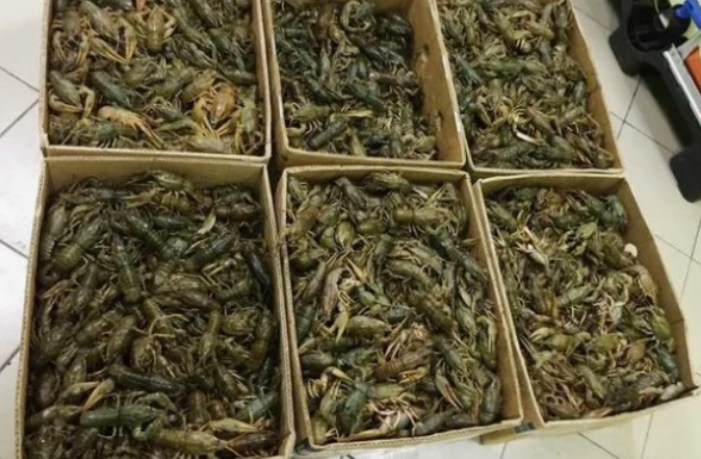 Астраханская полиция остановила машину с 214 кг живых раков без сопроводительных документов