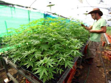 Астраханец выращивал коноплю в теплице, оборудованной на чердаке