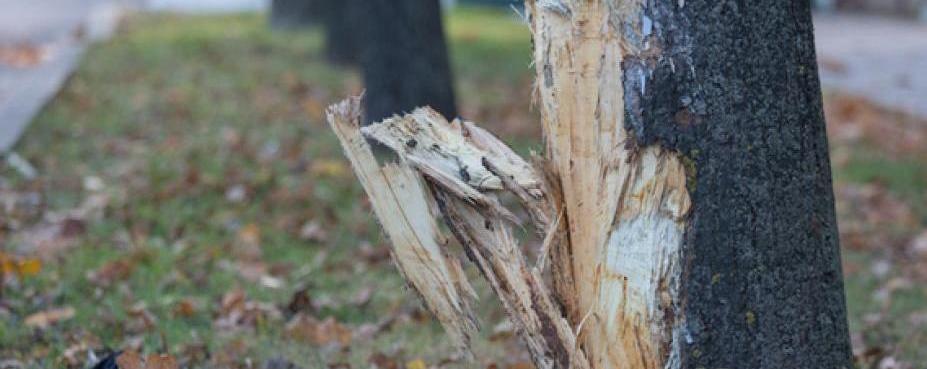 В Астрахани авто врезалось в дерево из-за взорвавшегося колеса