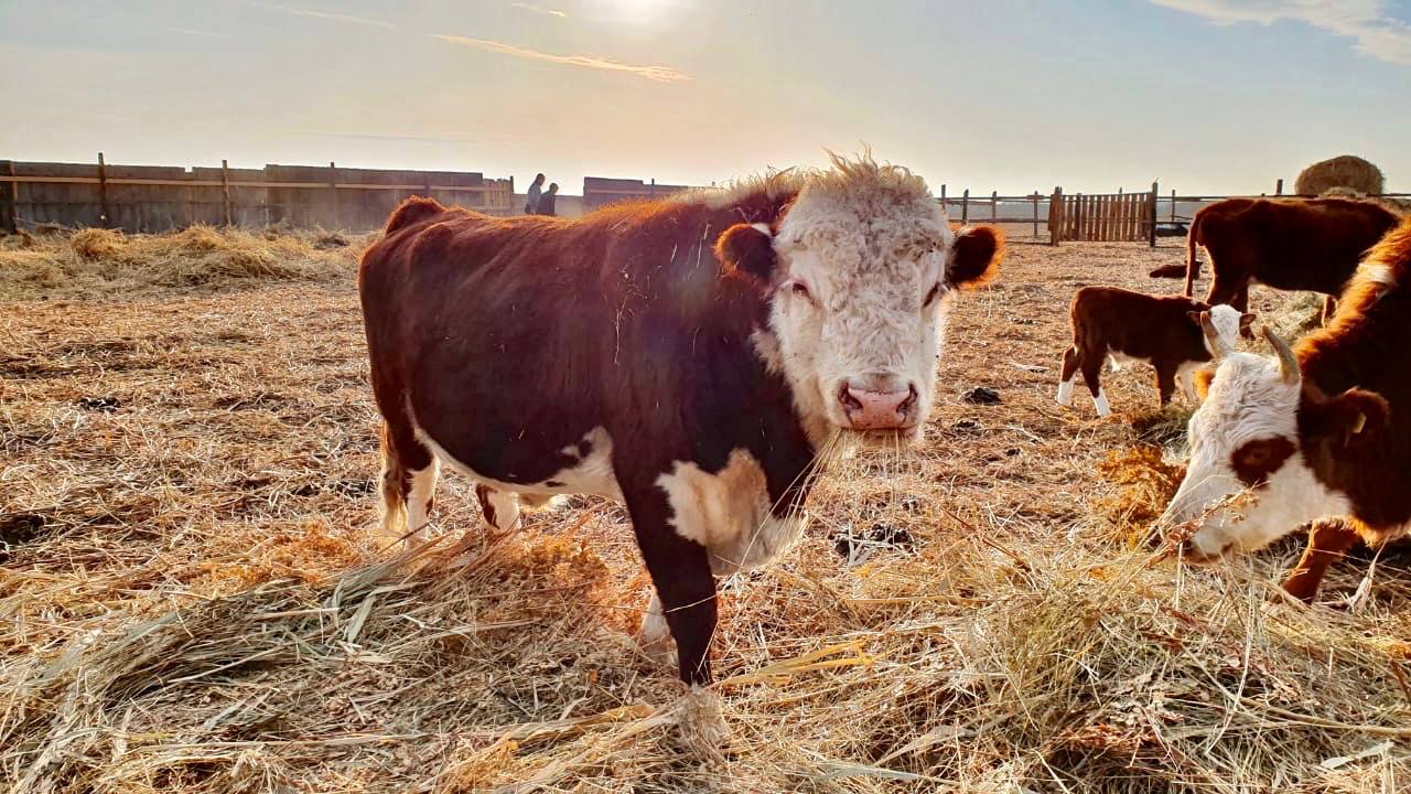 Астраханские фермеры развивают животноводство с помощью нацпроекта