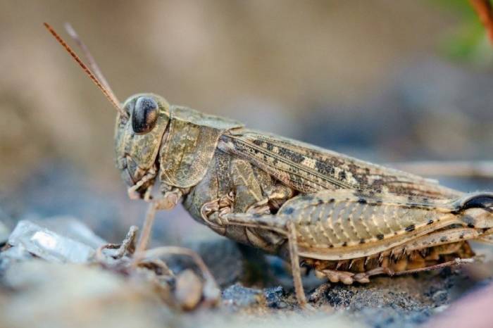 Нашествия саранчи в Астраханской области не ожидается