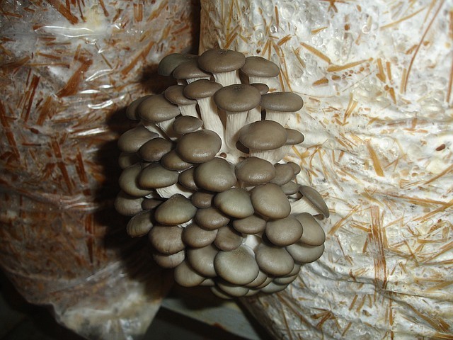 Сергей Морозов похвалил грибы астраханских фермеров