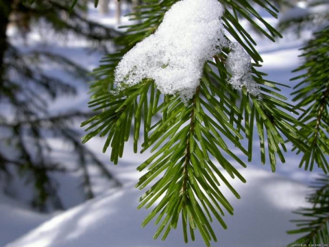 Астраханская погода в январе