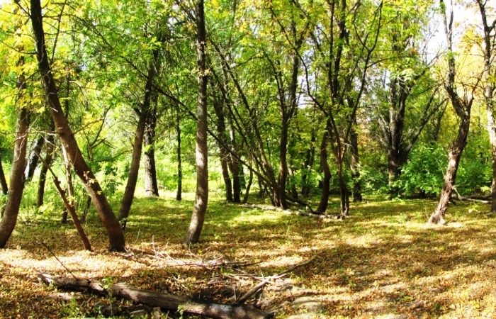 Ограничение пребывания в астраханских лесах продлили до 23 октября