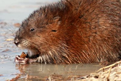 В Астрахани бешеная ондатра напала на семью