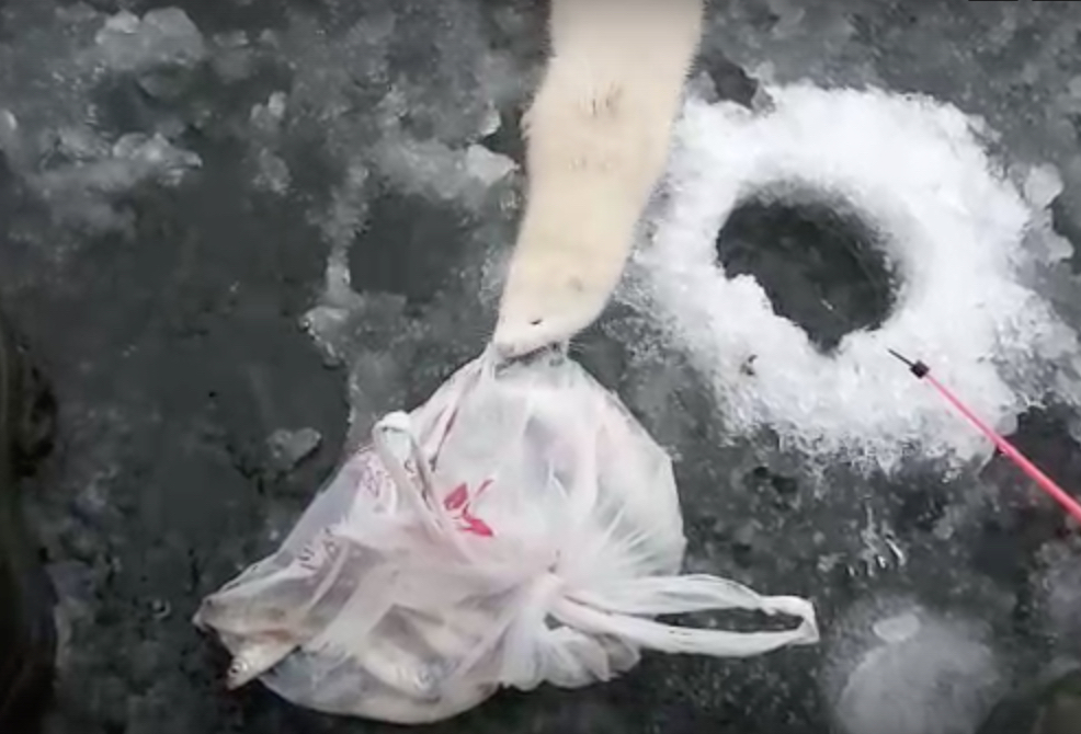 Наглая норка-альбинос пустилась во все тяжкие ради еды