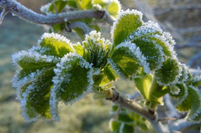 Астраханцев предупреждают о грядущих заморозках