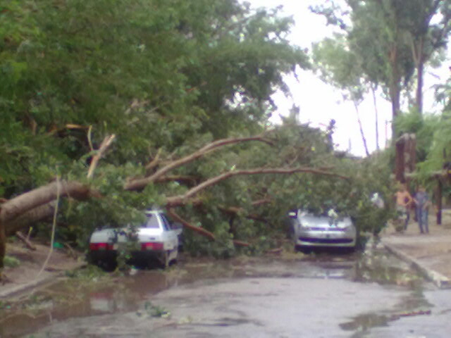 В Астрахани шквальным ветром повалило дерево на три машины