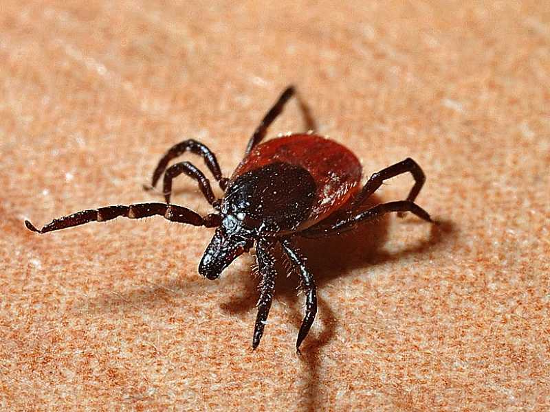 Уже 12 астраханцев заразились Крымской геморрагической лихорадкой