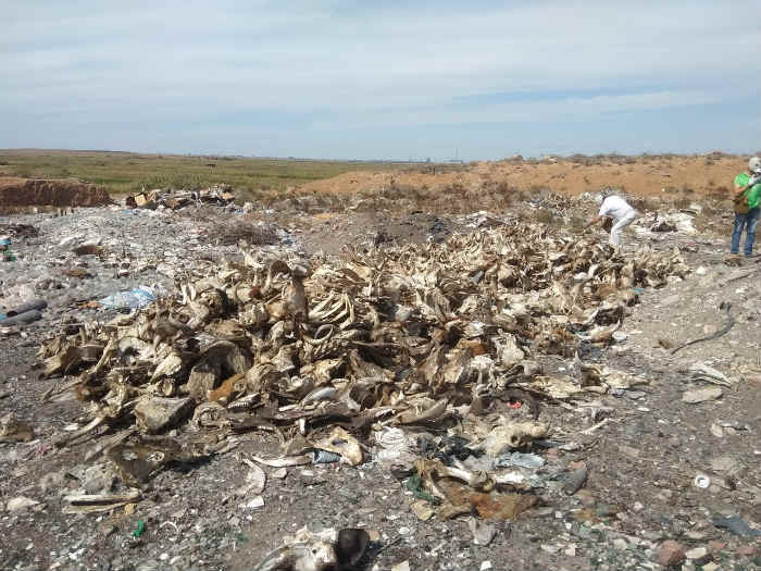 Фальстарт: мусорный полигон под Астраханью на торги не выставляют