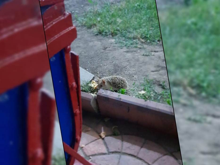 Фото дня: экологическая поправка в Конституцию заработала моментально