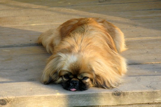 За долги астраханца по коммуналке арестовали пекинеса Фросю