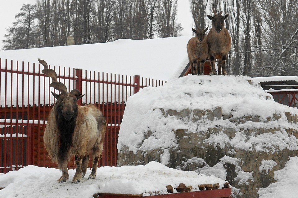 Козлов в Астрахани стало больше