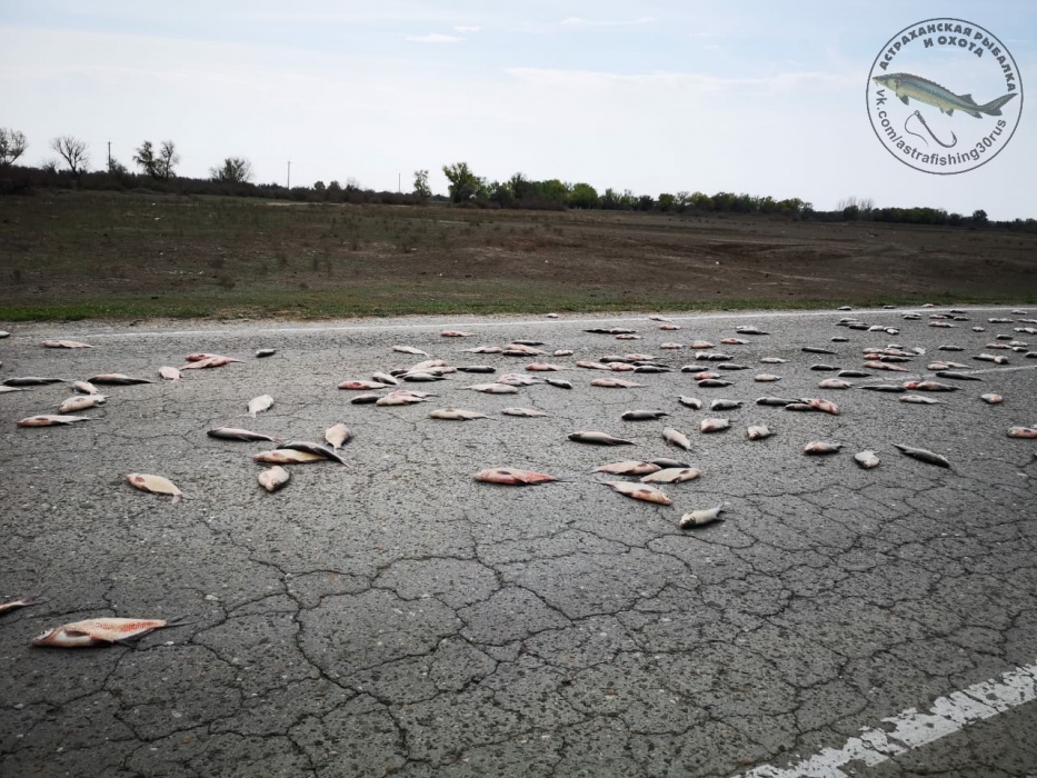 В Астраханской области обнаружили дорогу, усыпанную рыбой
