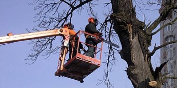 Опиловки деревьев в Астрахани два года ждут