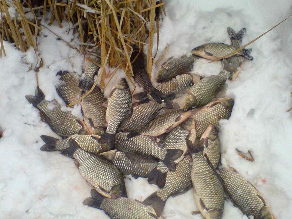 Астраханец выловил 40 килограмм рыбы на зимовальных ямах