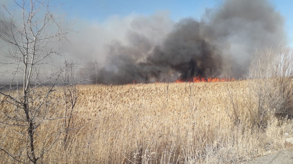 В Астрахани выгорело несколько тысяч квадратных метров камыша