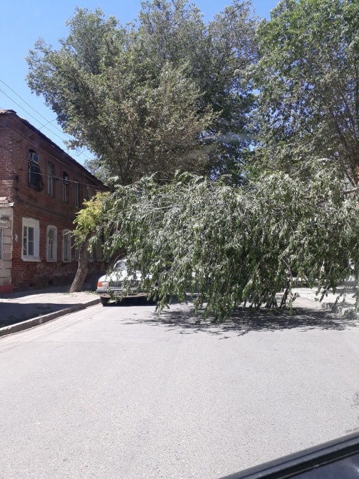 На ул. Раскольникова "раскололось" дерево и чуть не придавило машину