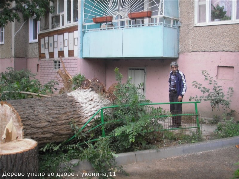 В Астрахани на улице Луконина рухнуло огромное дерево