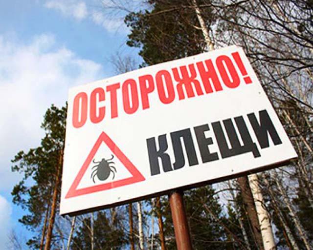 Клещи покусали 119 астраханцев