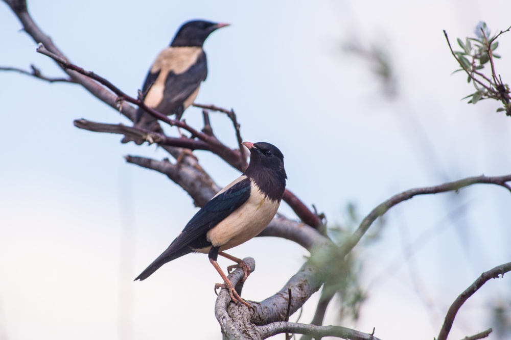 Записки астраханского натуралиста. Розовый скворец, птица-мечта