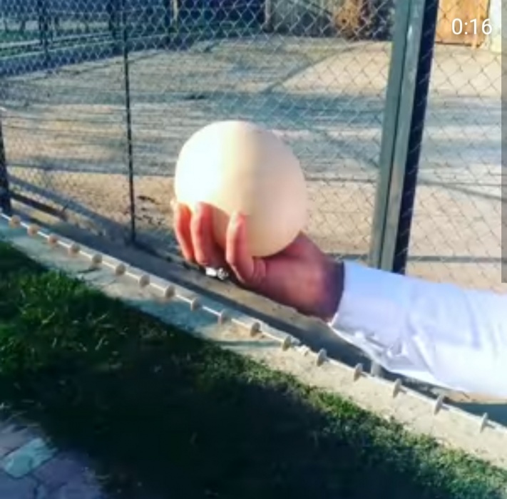 Вот это яйцо! В астраханском зоопарке показали, из чего готовят омлет