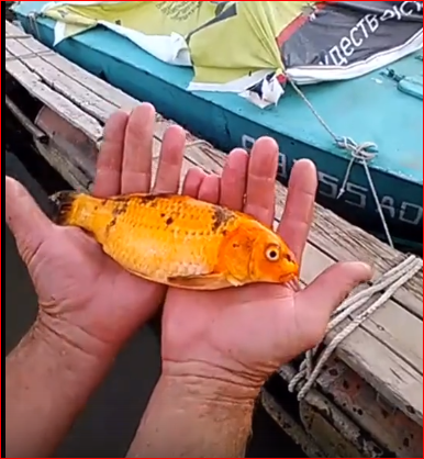 В Астрахани поймали Золотую рыбку