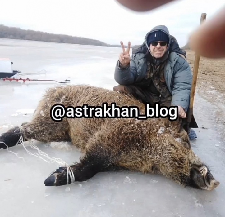 Кабан вмерз в лед под Астраханью: кадры