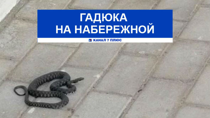 Астраханцев напугала гадюка на центральной набережной