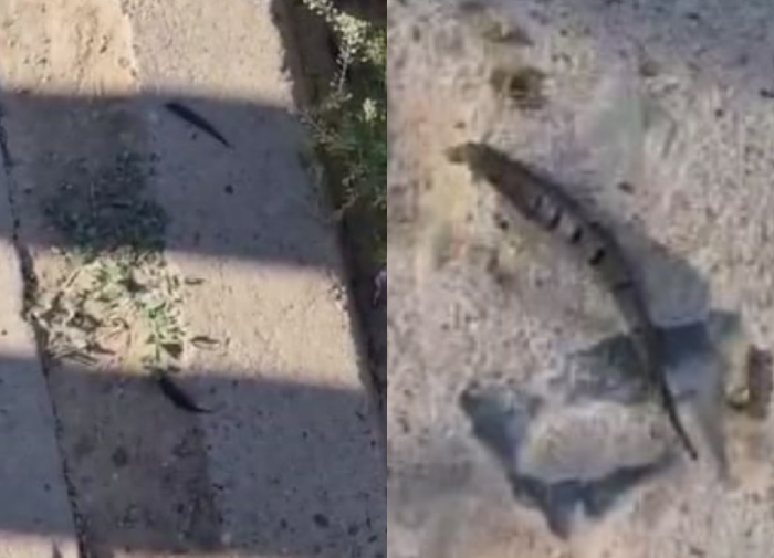 Под Астраханью обнаружили диких пиявок: видео