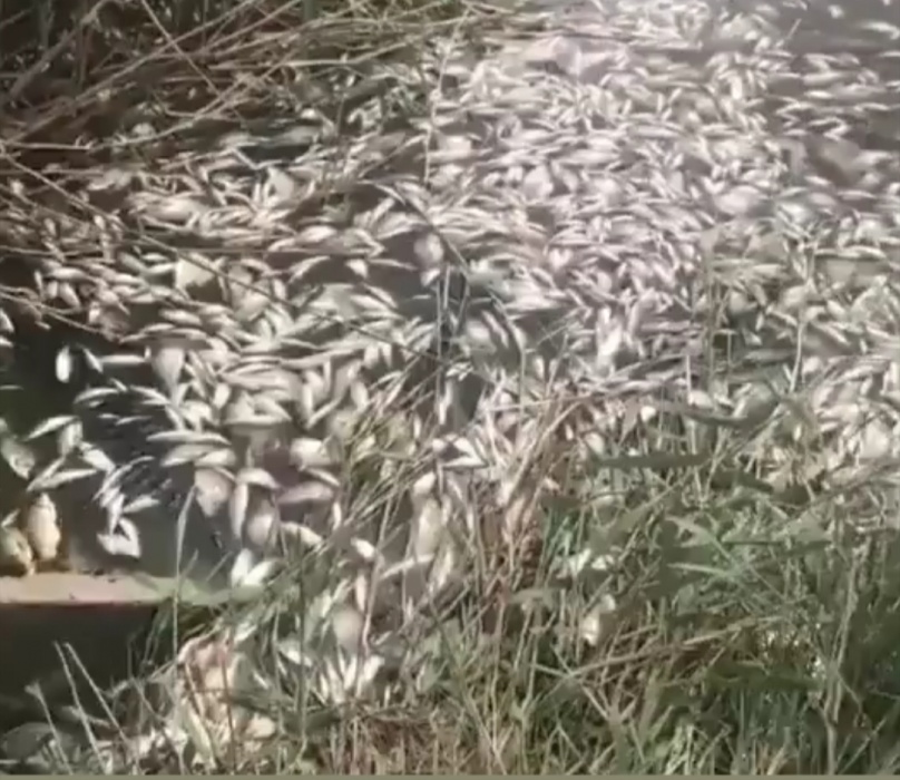 Рыбный Апокалипсис попал на видео: астраханцы в шоке от неимоверного количества дохлой рыбы